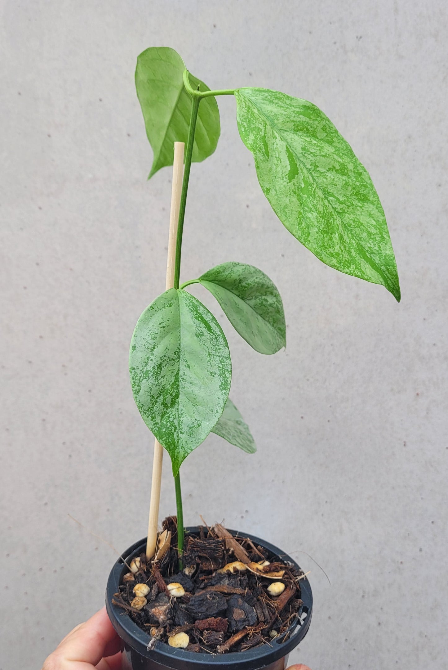 Hoya coriacea 'Silver'