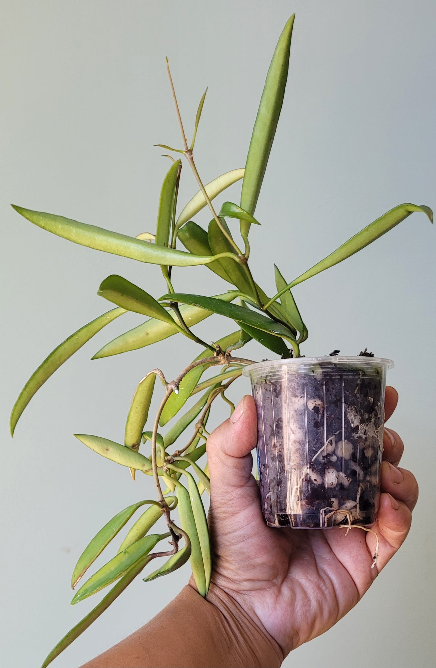 Hoya aff. kentiana Philippines IML0834 (angustifolia) Double planted