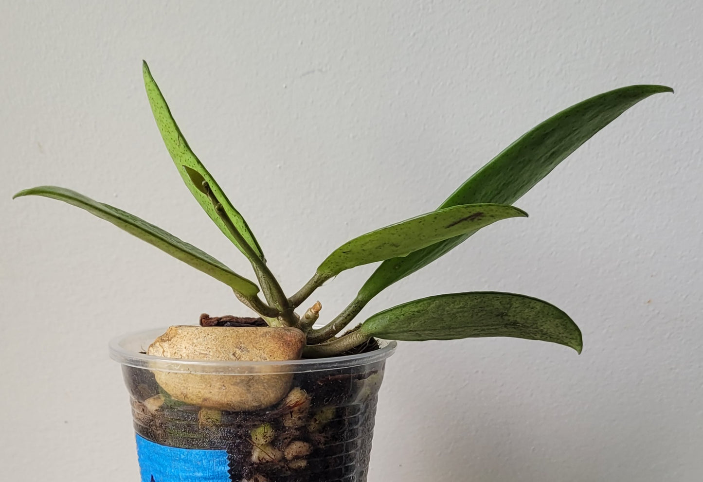 Hoya 'Silver Lady Dy'