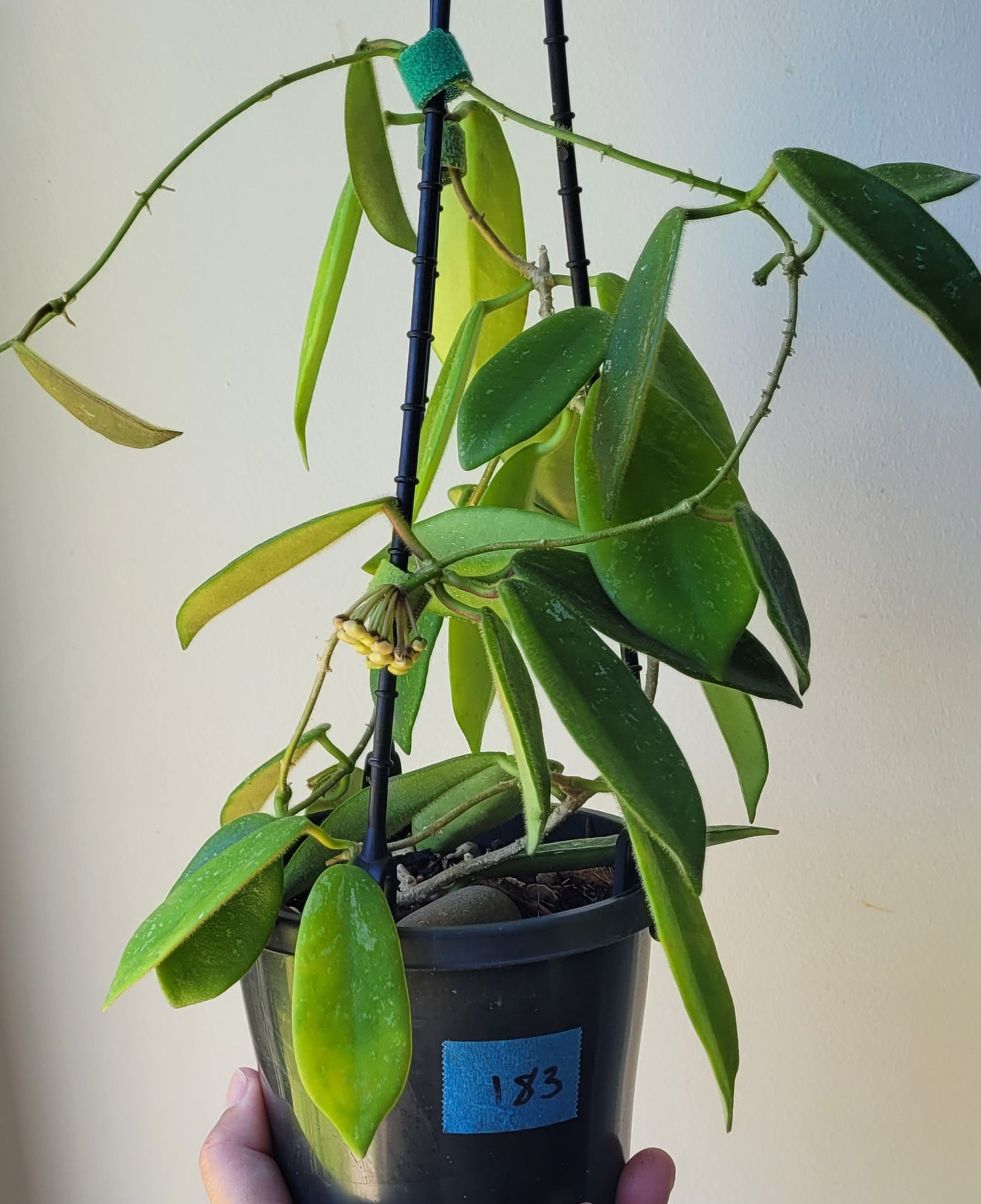 Hoya thomsonii White IML1177- Large mature plant