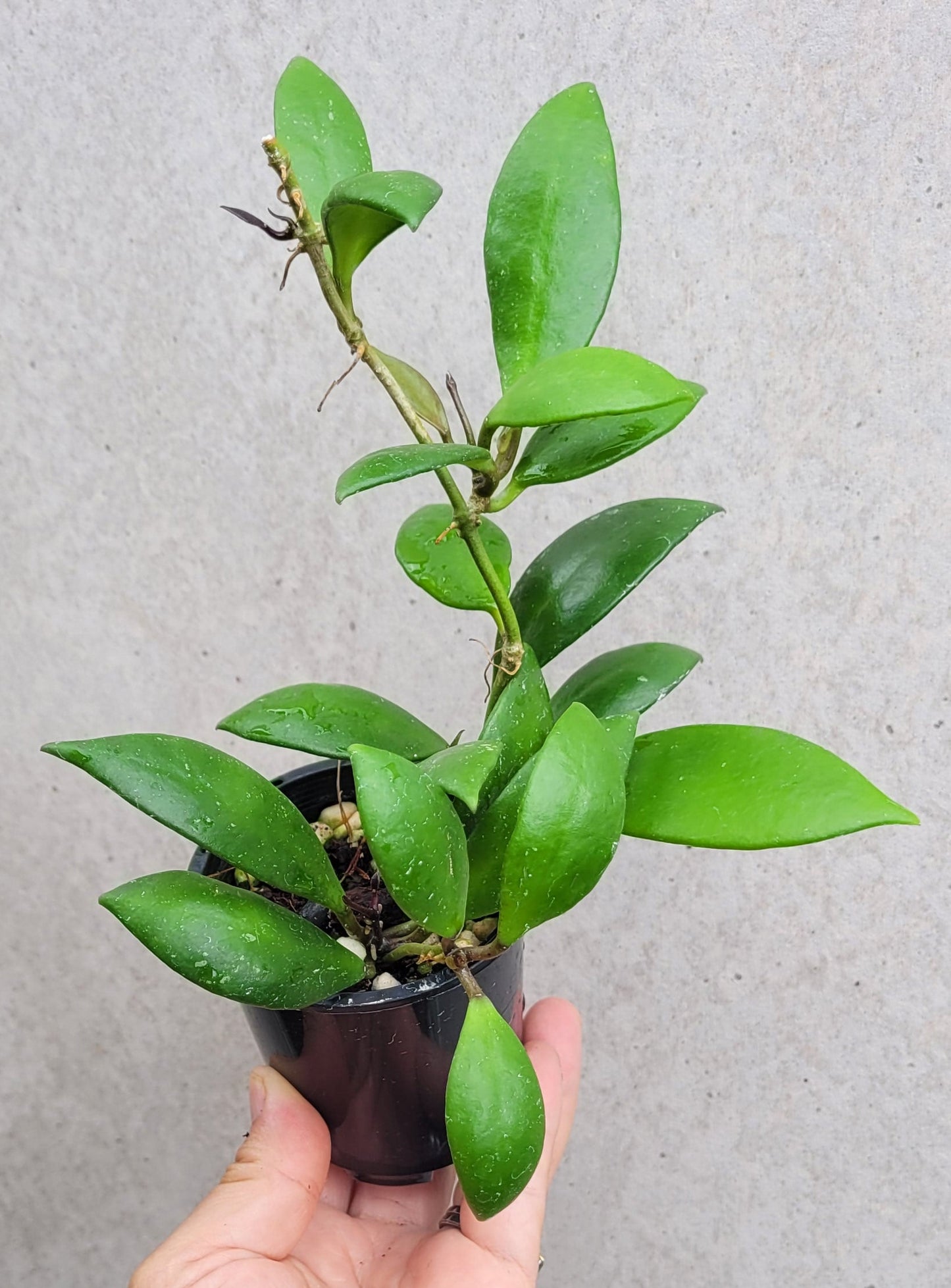 Hoya revoluta Thailand IML1455 - double planted