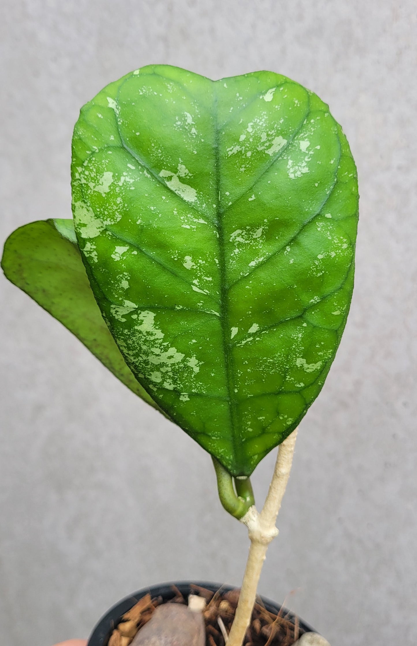 Hoya deykeae Sumatra IML1185