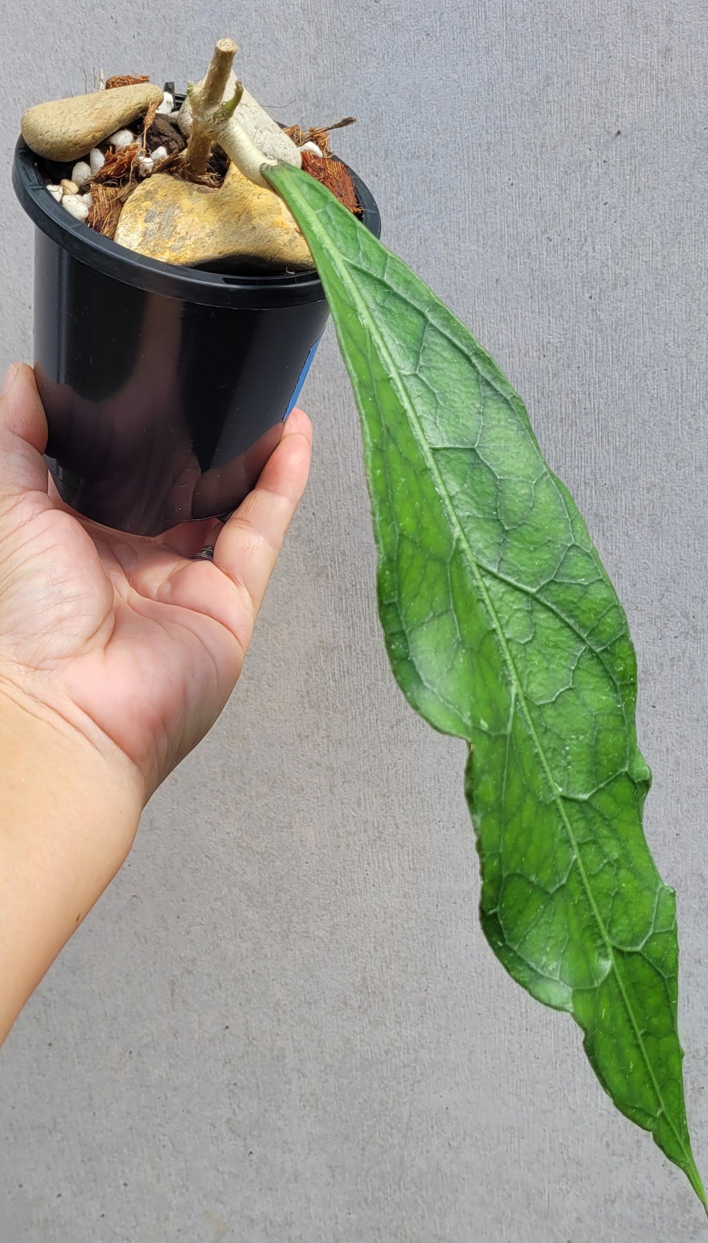 Hoya clemensiorum Sabah IML1752