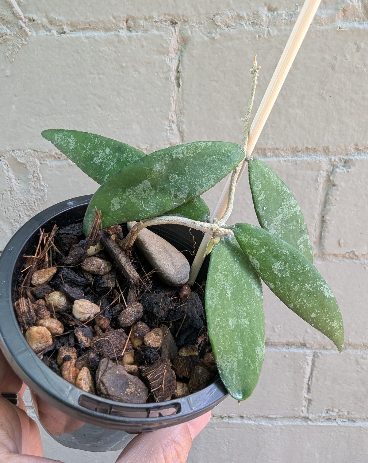 Hoya flagellata gold
