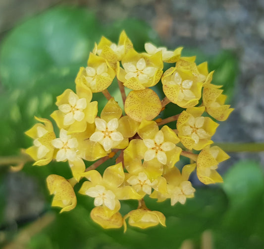Hoya deykeae Sumatra IML1185