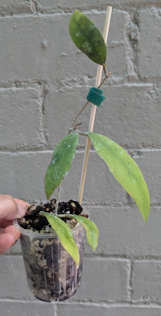 Hoya uncinata ssp padangensis - small established plant