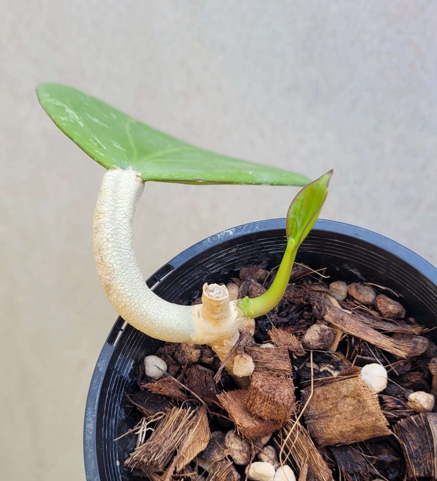 Hoya loyceandrewsciana (dinner plate)