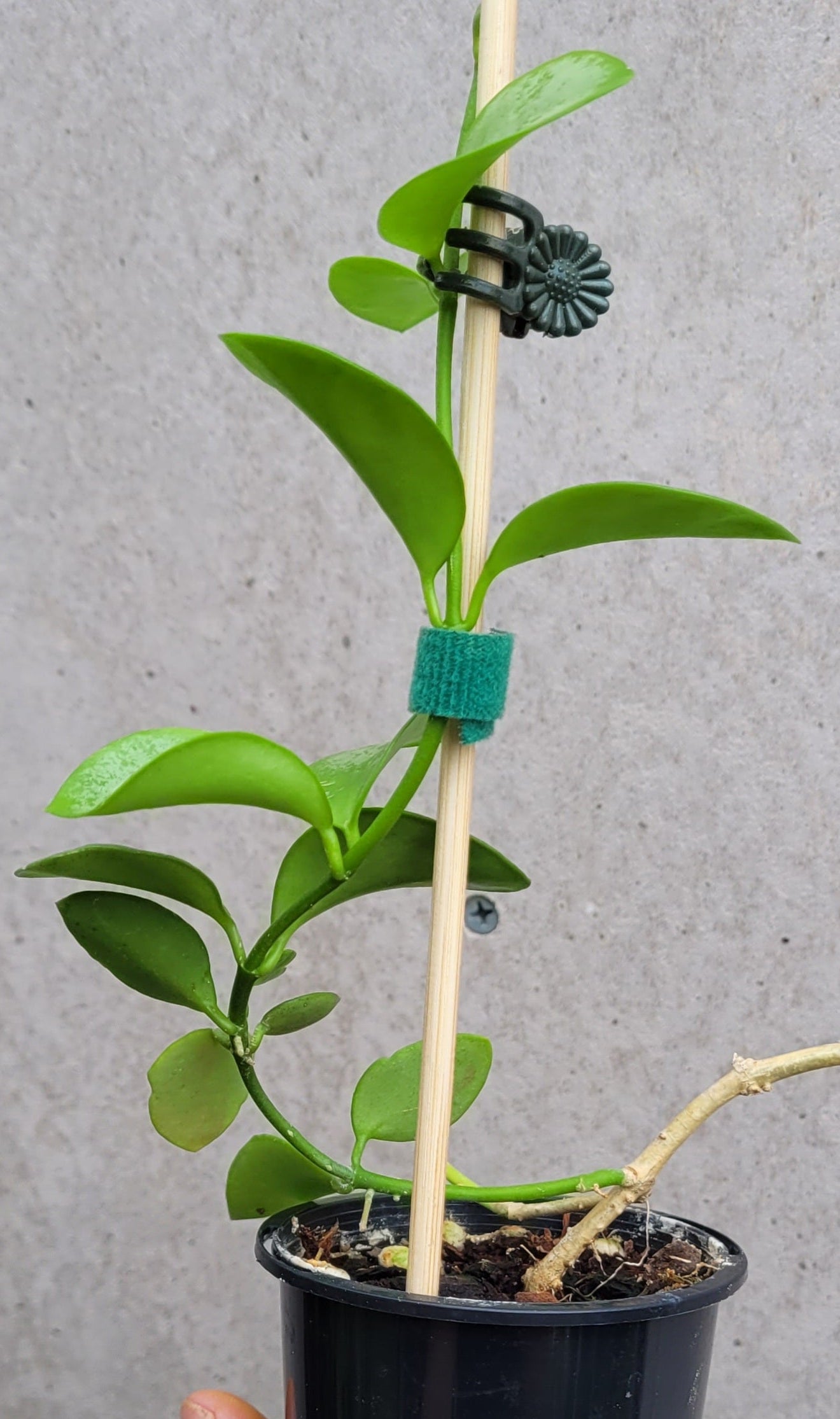 Hoya collina Biak Irian Jaya IML1187