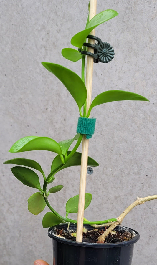 Hoya collina Biak Irian Jaya IML1187