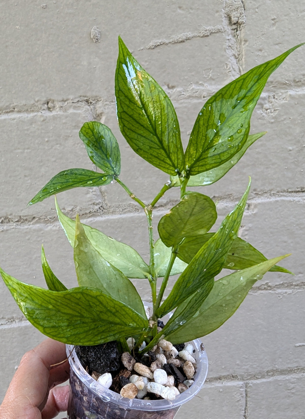 Hoya polyneura (double planted)