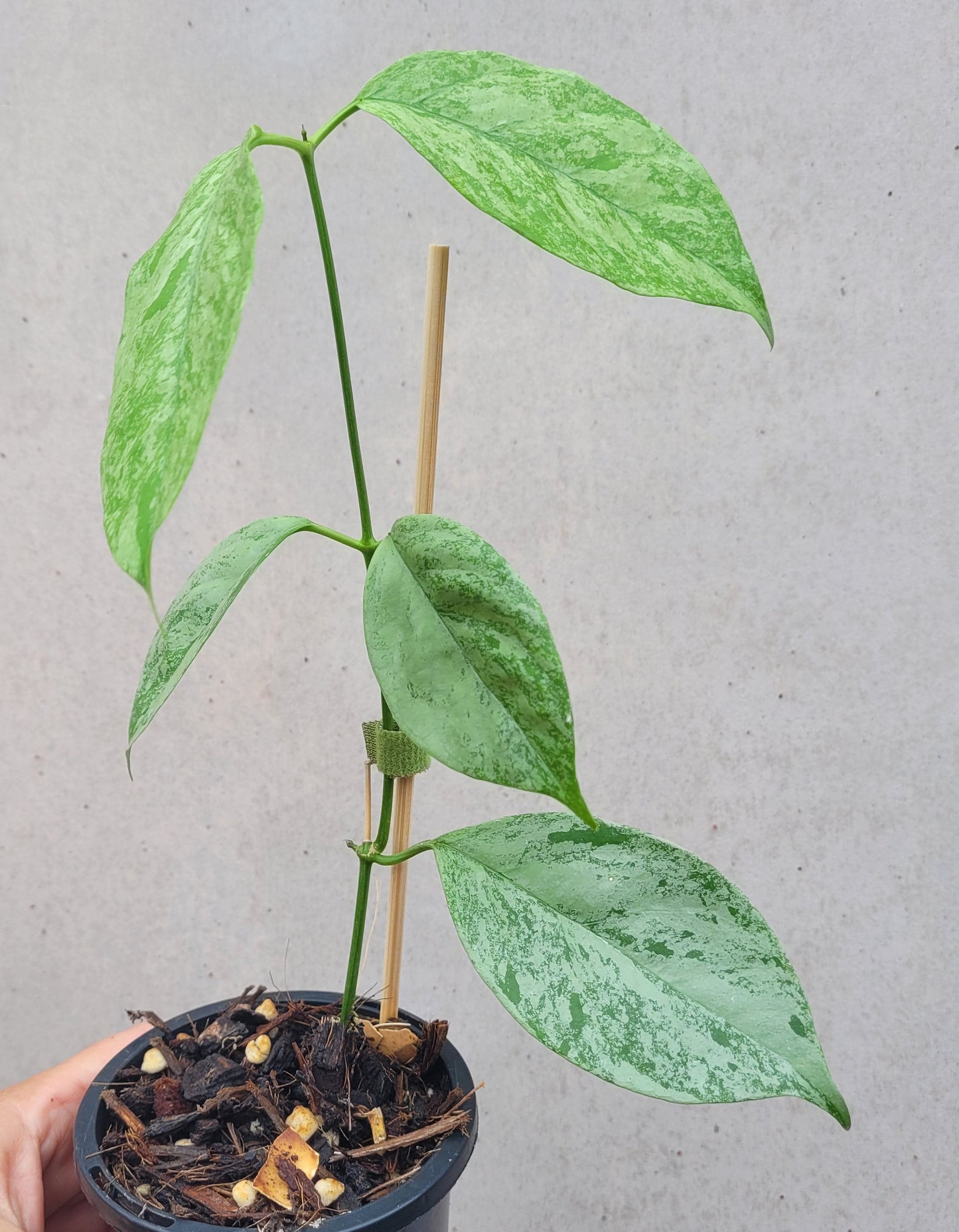 Hoya coriacea 'Silver'