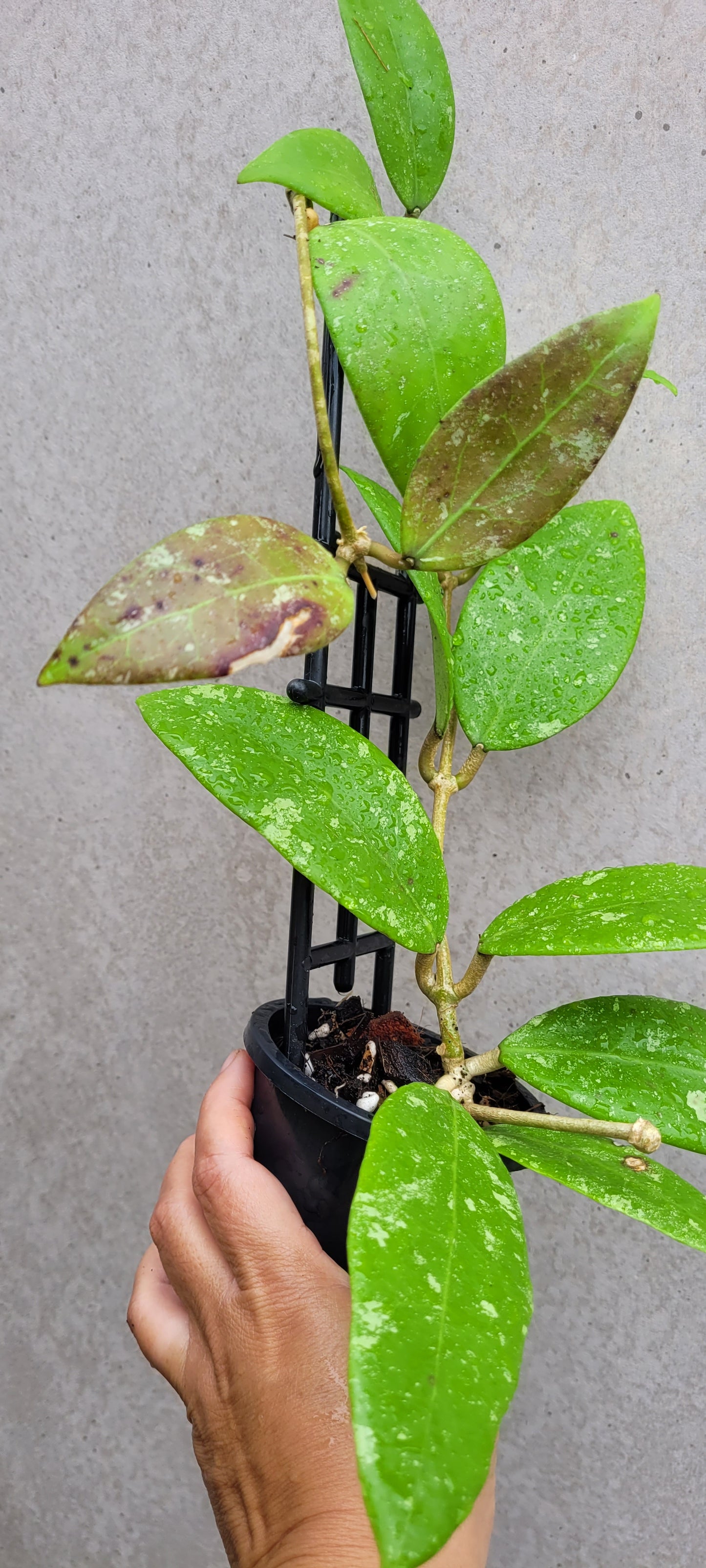 Hoya sp. Ko Chang Island Thailand IML1508