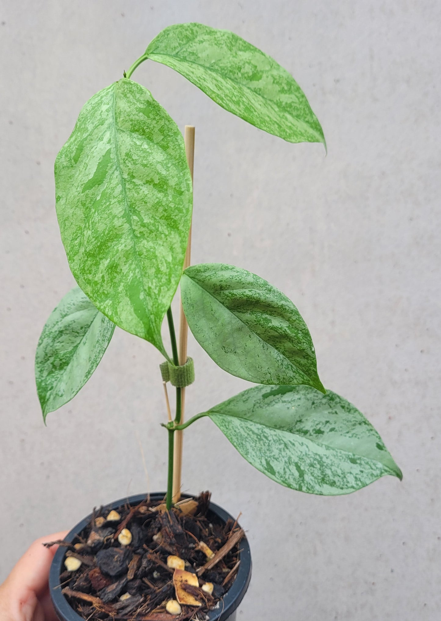 Hoya coriacea 'Silver'
