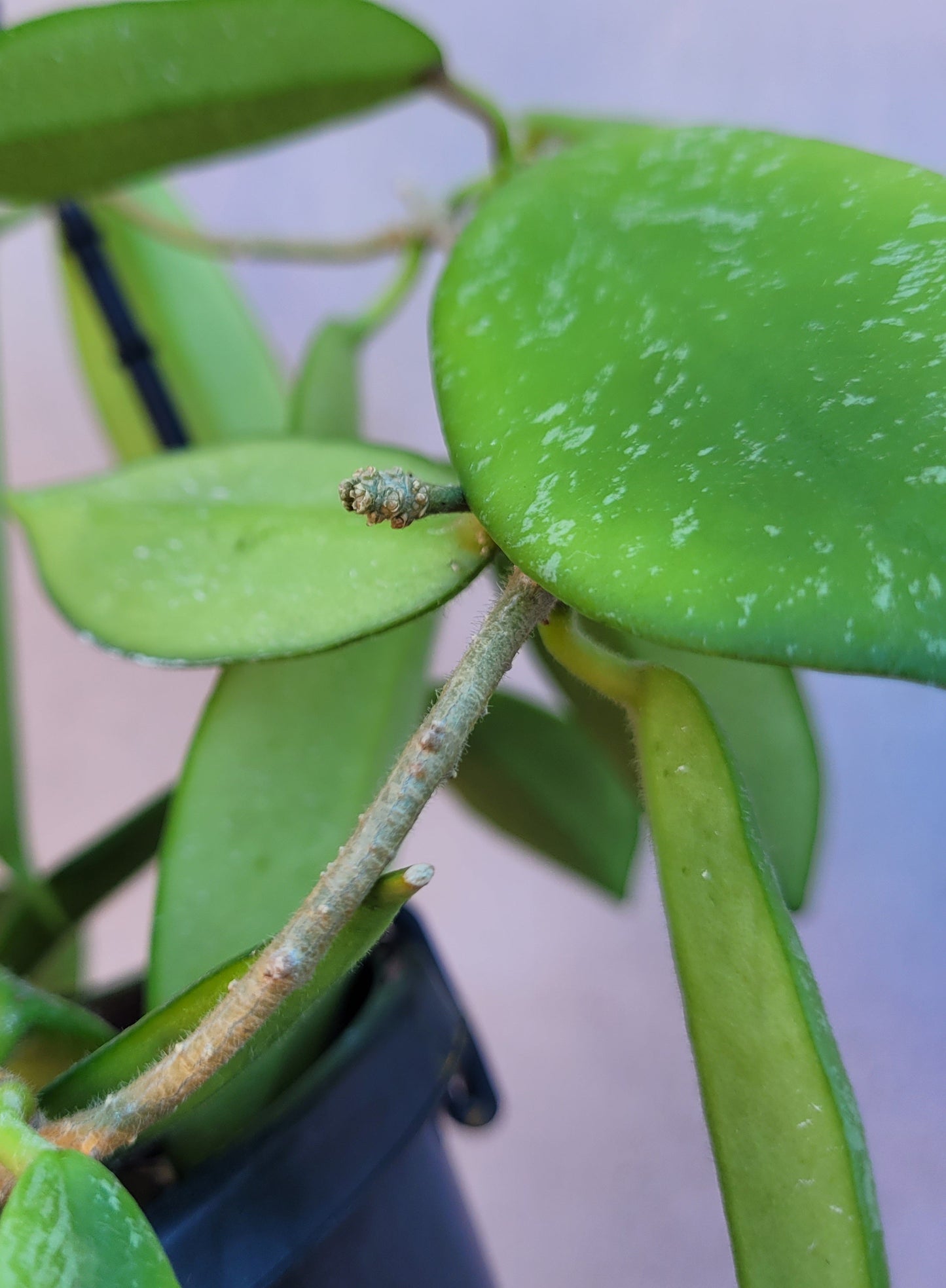 Hoya thomsonii White IML1177- Large mature plant