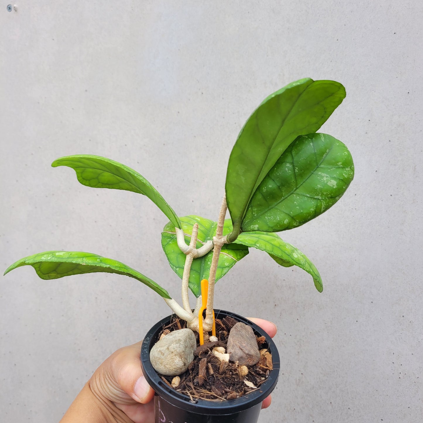 Hoya deykeae Sumatra IML1185