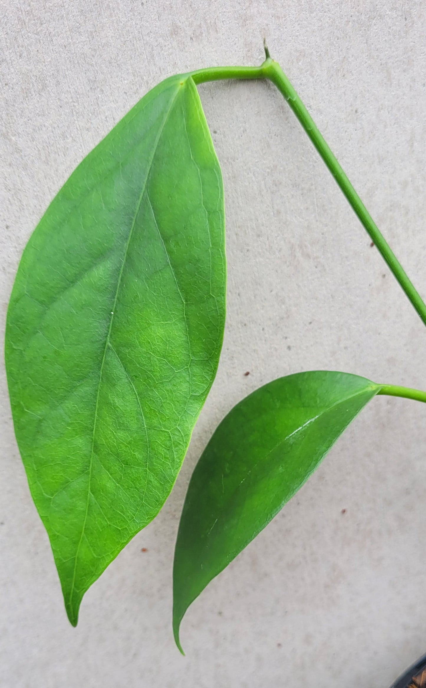 Hoya coriacea Malaysia IML0716