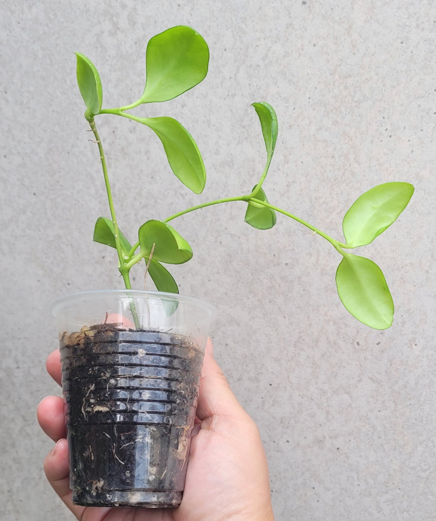 Hoya myrmecopa Sulawesi IML1377 - small plant