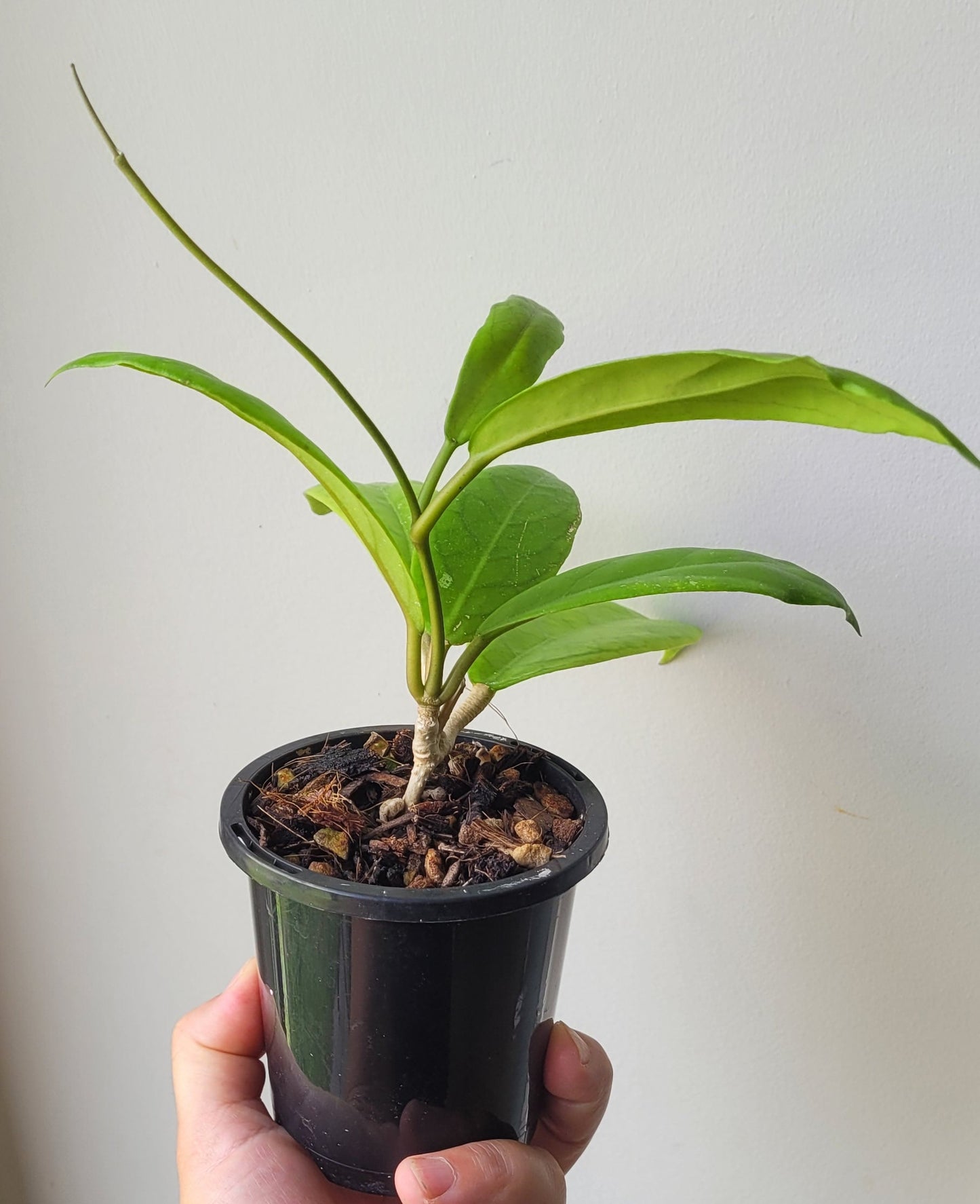 Hoya sp. Estrella Waterfall Philippines IML1627