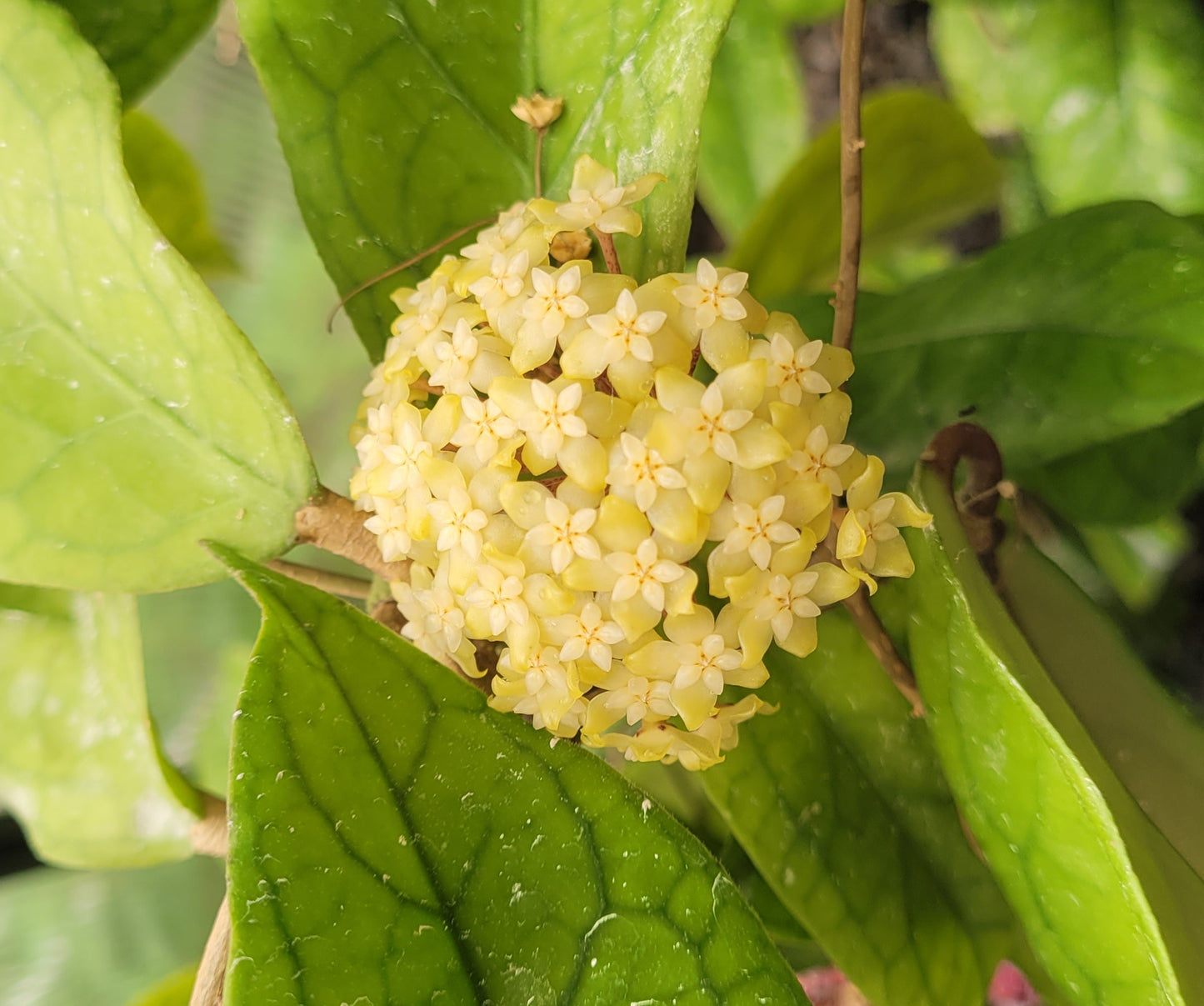 Hoya sp. Estrella Waterfall Philippines IML1627