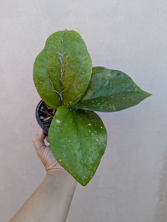 Hoya lambii Sabah IML1800
