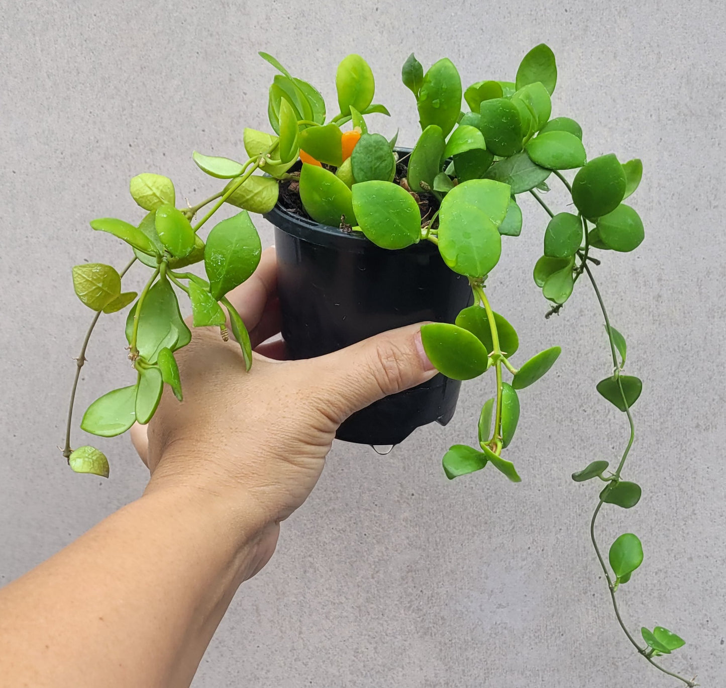 Hoya heuschkeliana pink (multiplanted)