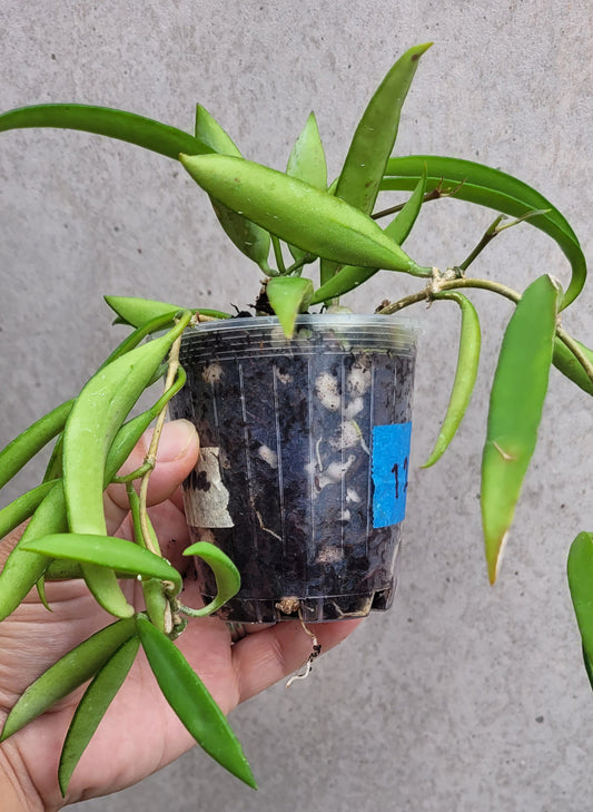 Hoya aff. kentiana Philippines IML0834 (prev h. angustifolia)