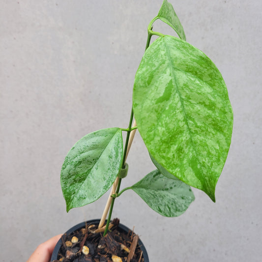 Hoya coriacea 'Silver'