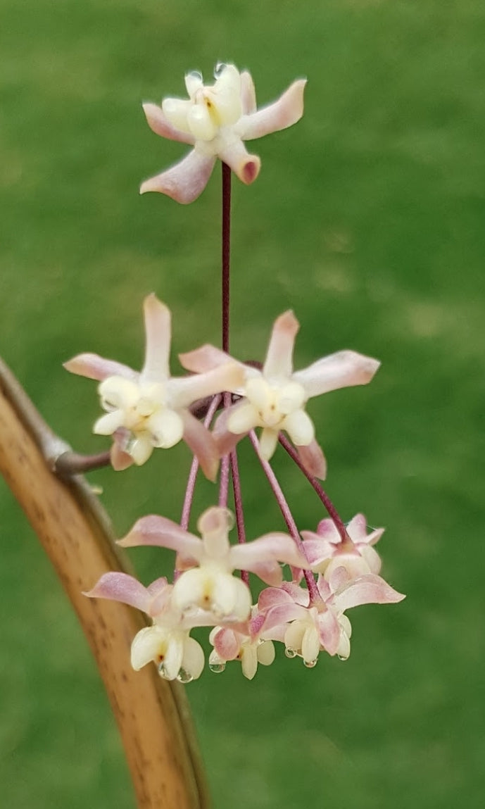 Hoya uncinata ssp padangensis - mature size plant