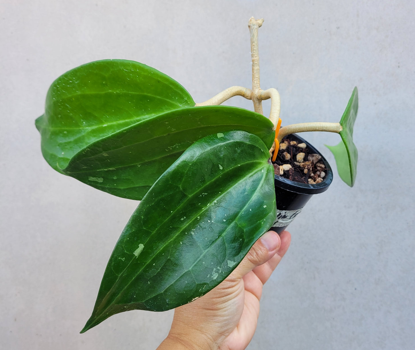Hoya latifolia West Java IML1181 (formerly h. tjadasmalangensis)