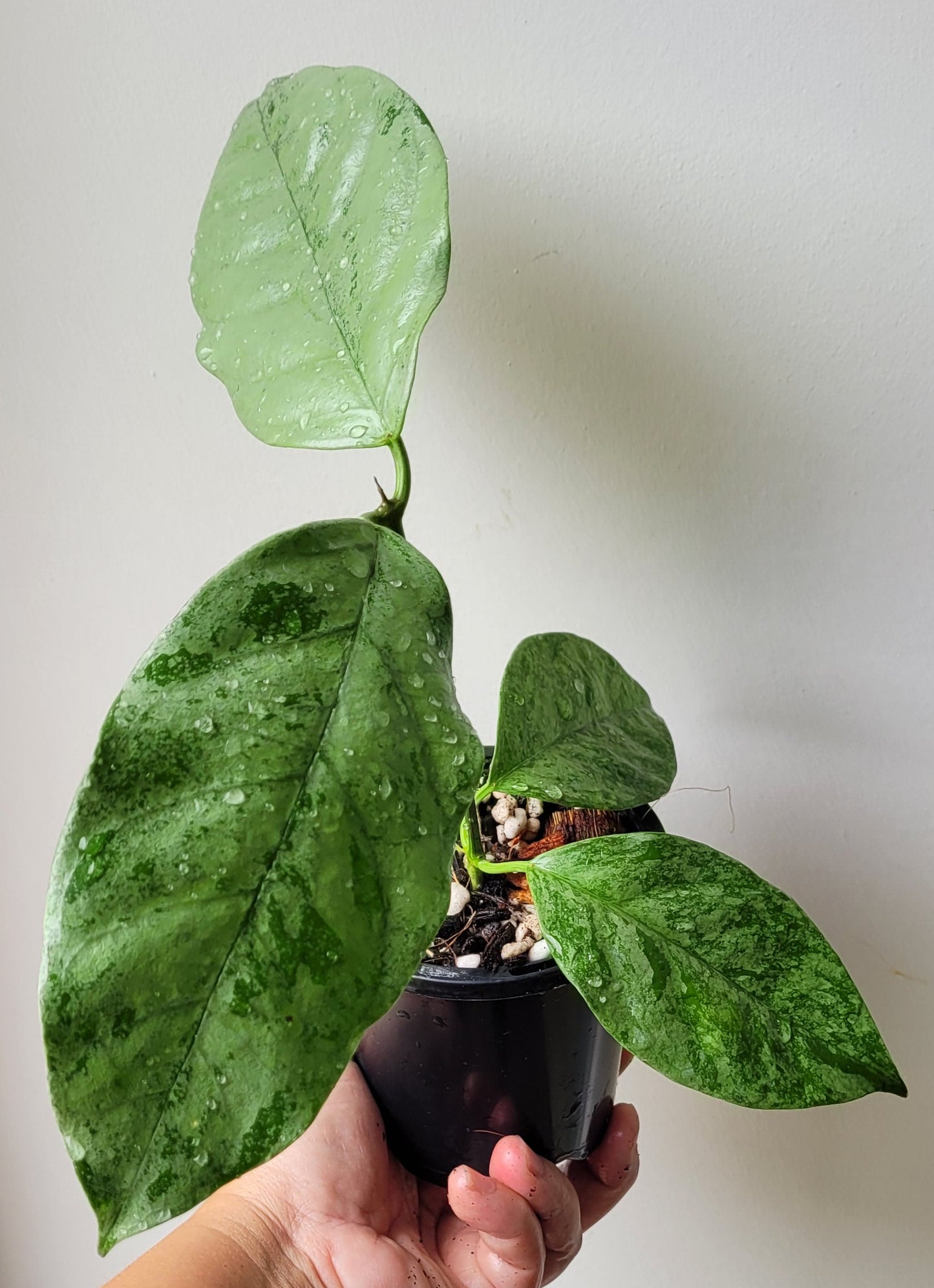 Hoya coriacea Silver