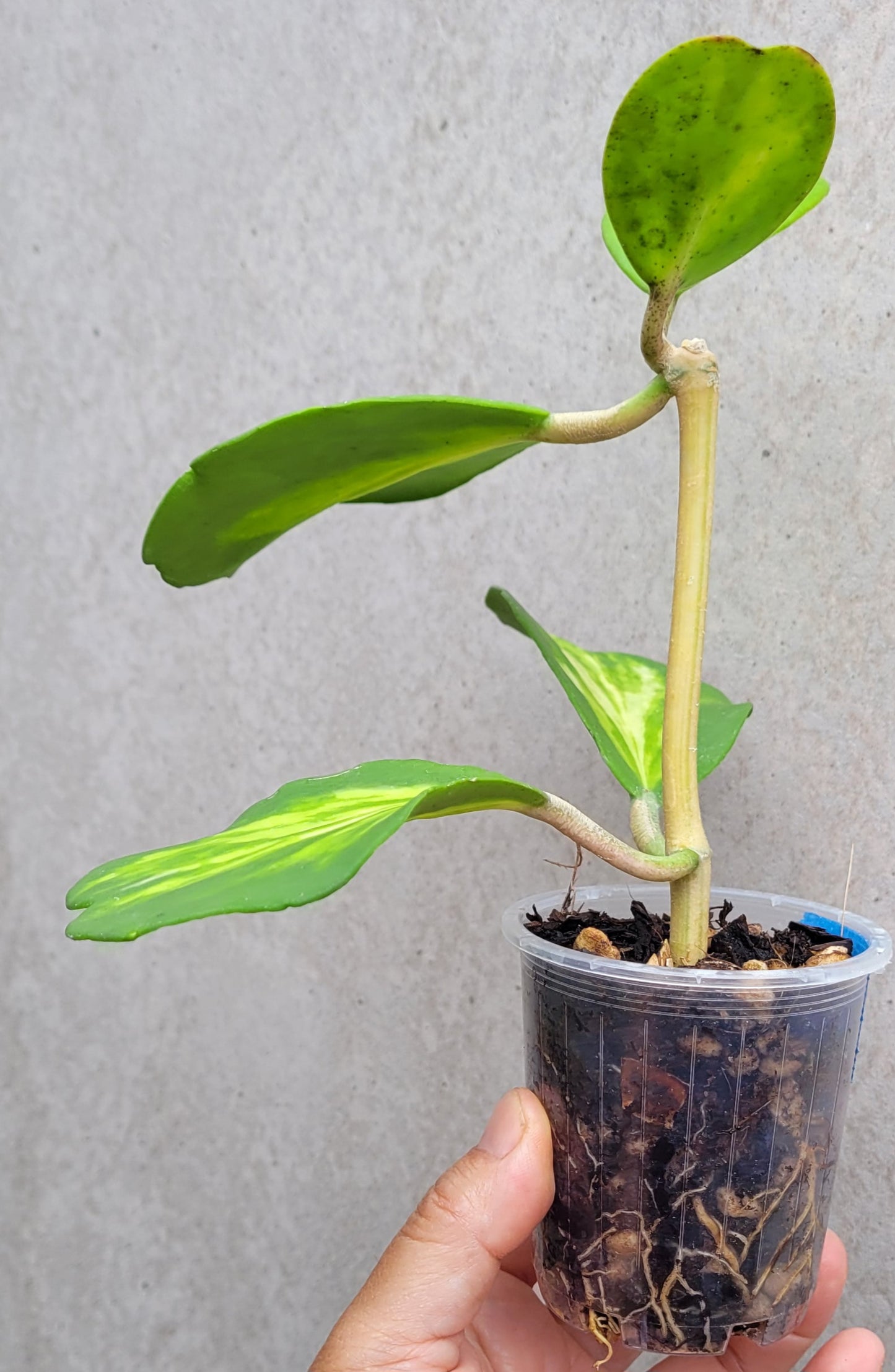 Hoya kerrii variegata 'Speckles'