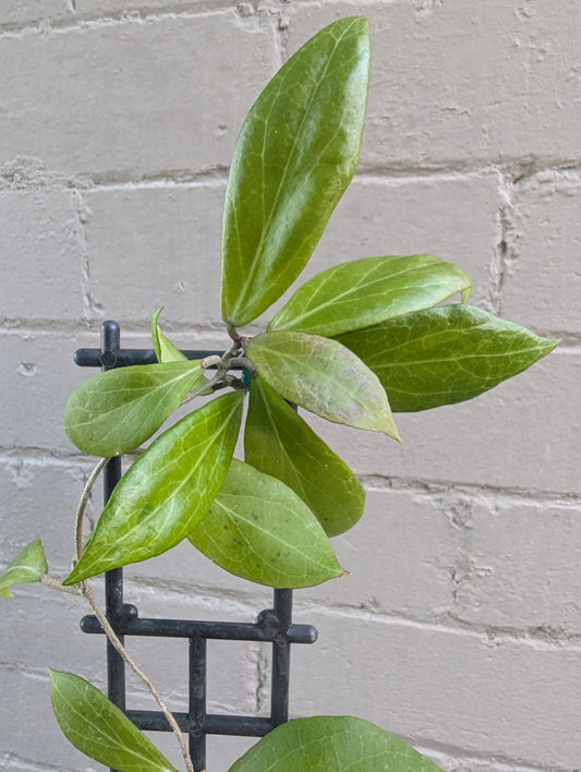 Hoya camphorifolia
