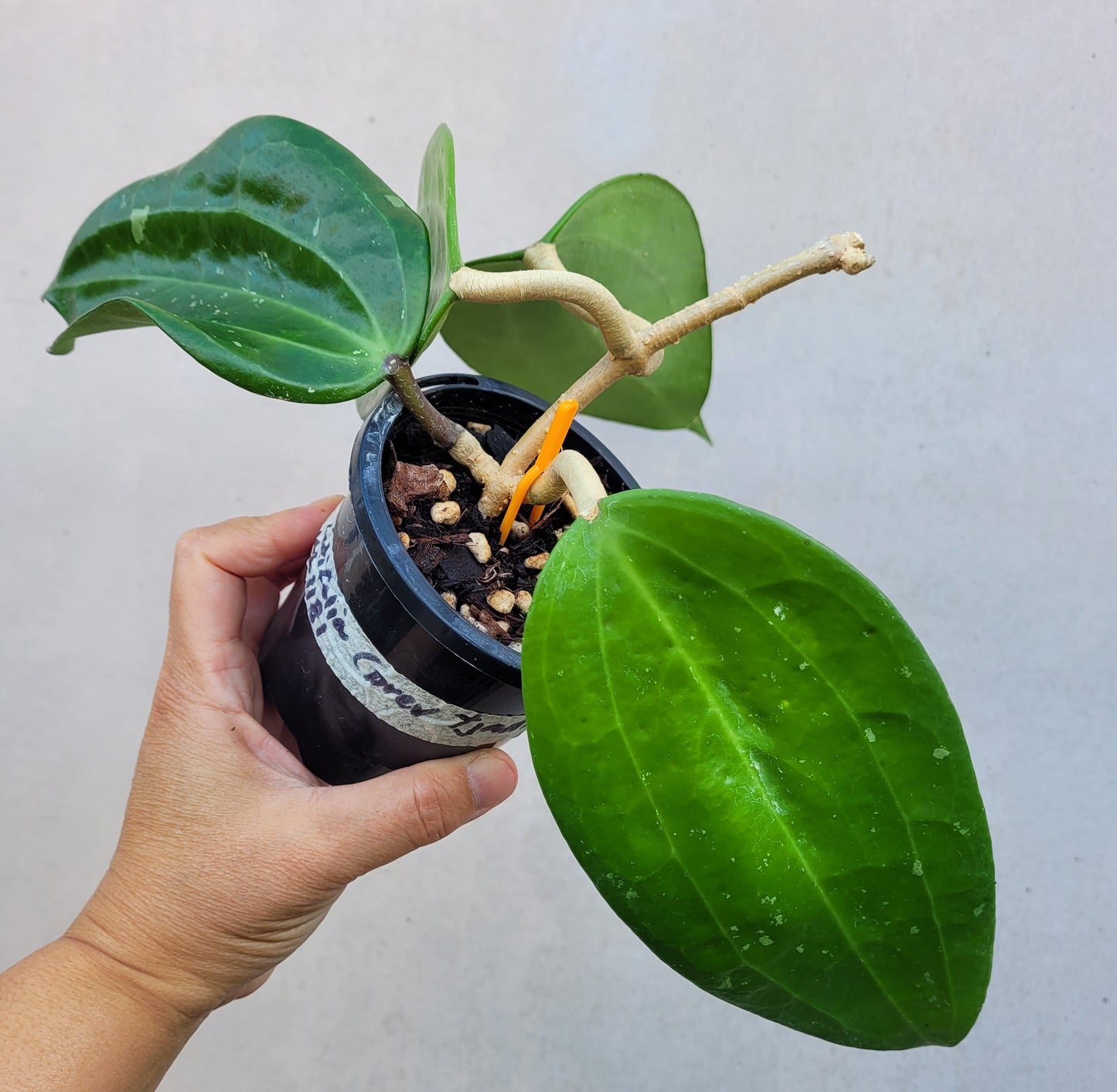 Hoya latifolia West Java IML1181 (formerly h. tjadasmalangensis)