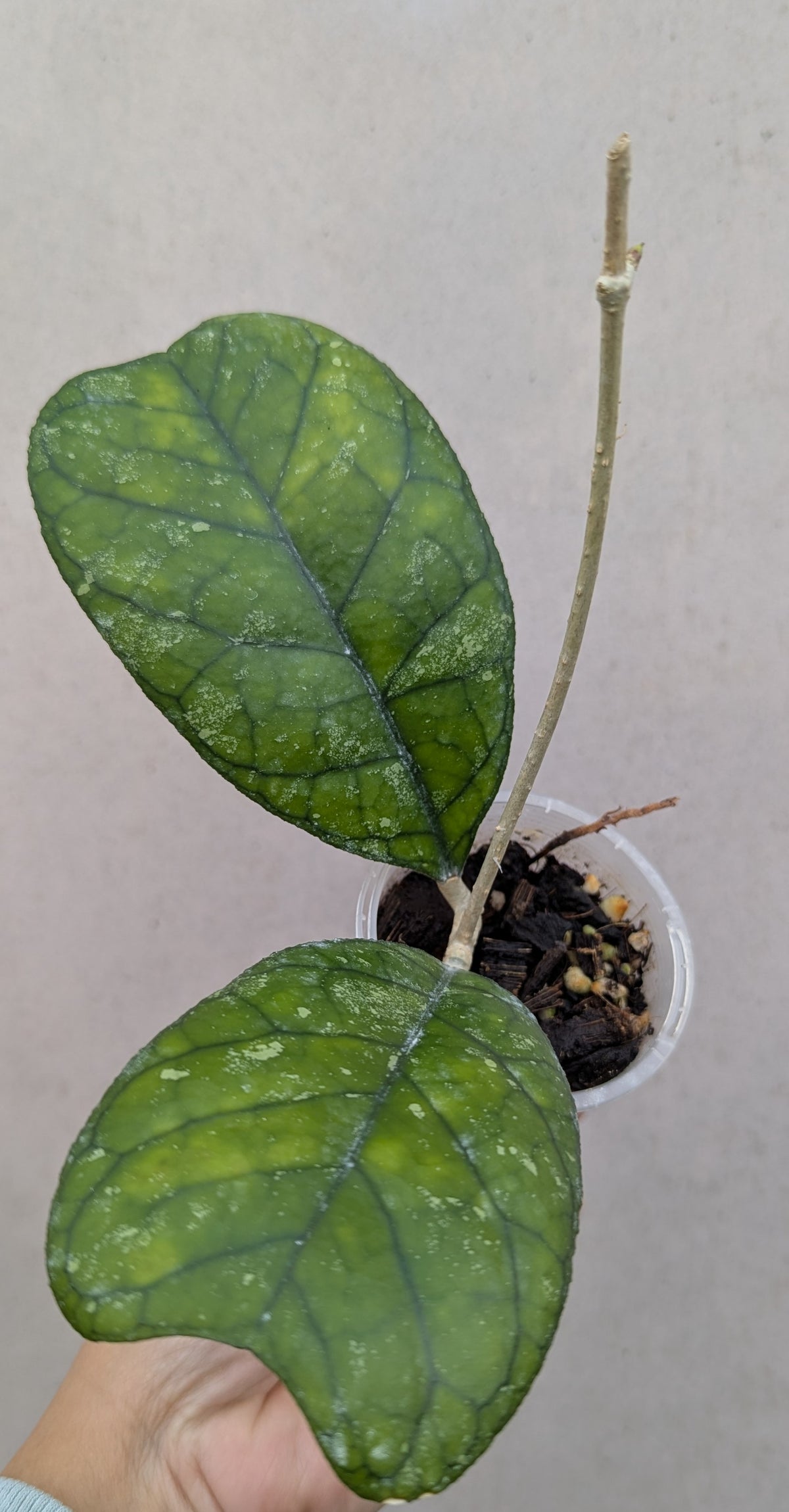 Hoya deykeae Sumatra IML1185