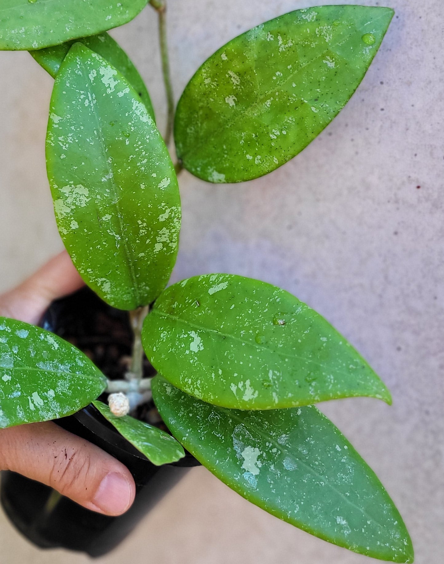 Hoya sp. Ko Chang Island Thailand IML1508