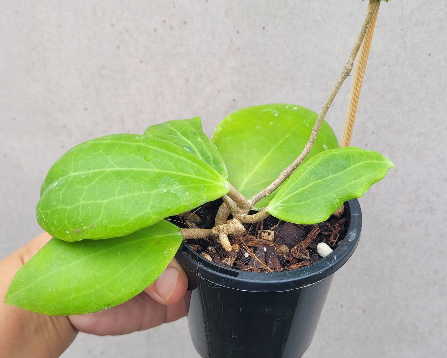 Hoya dolichosparte Sulawesi IML1377
