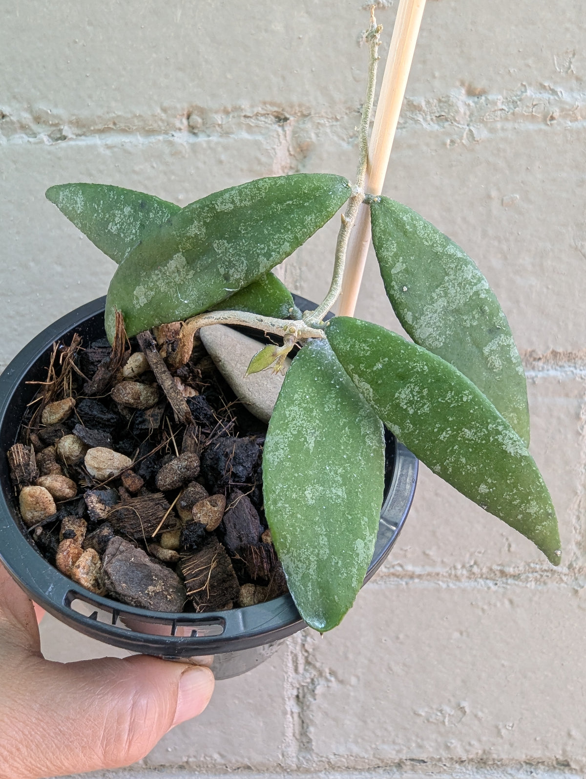 Hoya flagellata gold