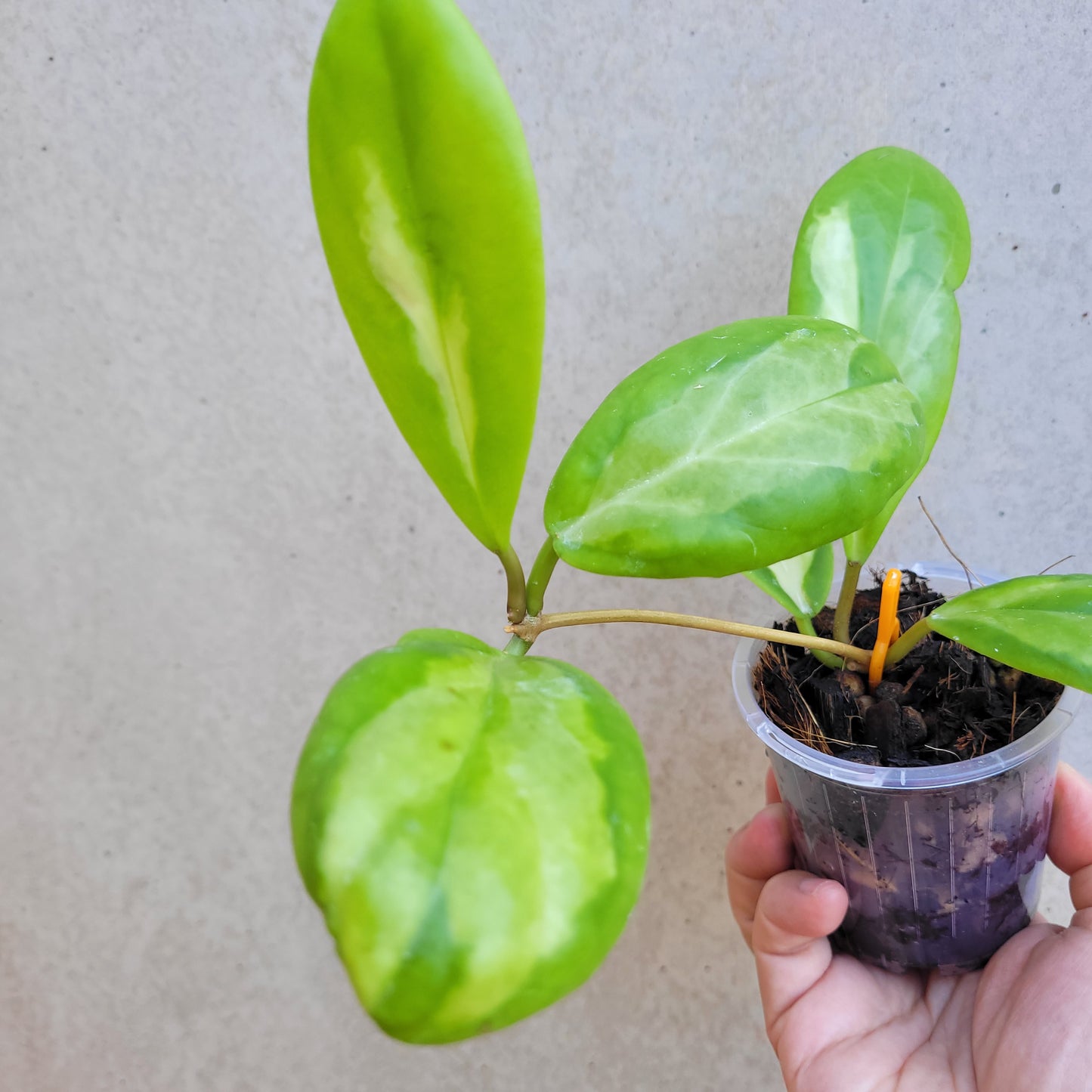 Hoya incrassata 'Moonshadow'