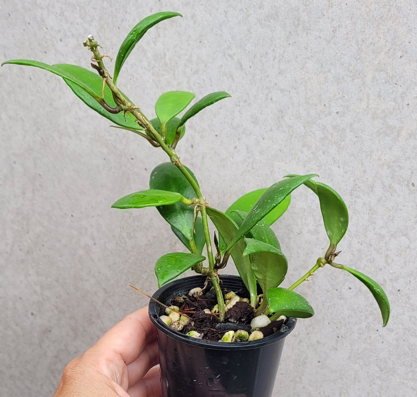 Hoya revoluta Thailand IML1455 - double planted