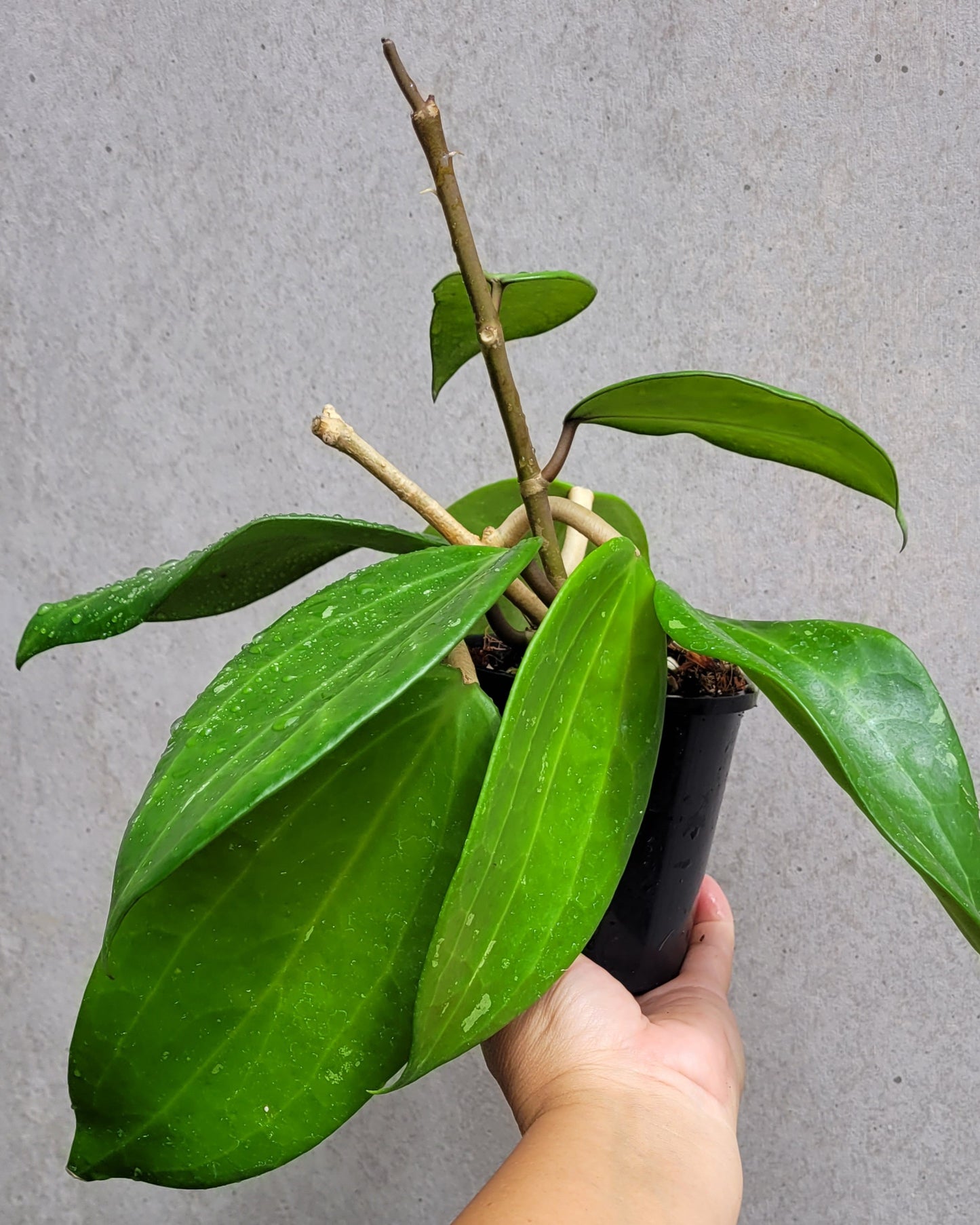 Hoya latifolia West Java IML1181 (formerly h. tjadasmalangensis)