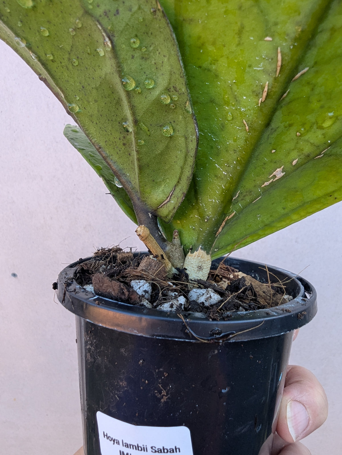 Hoya lambii Sabah IML1800
