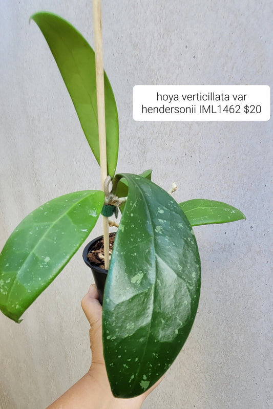 Hoya verticillata var hendersonii IML1462