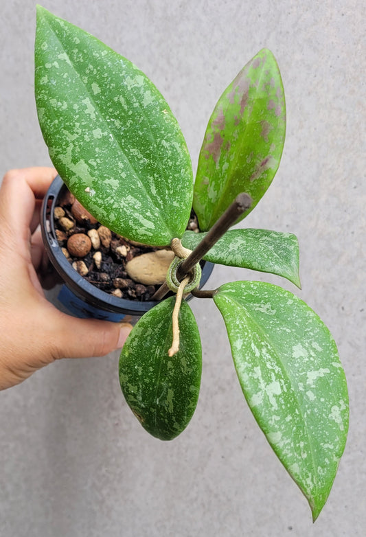 Hoya verticillata var wibergiae IML1618