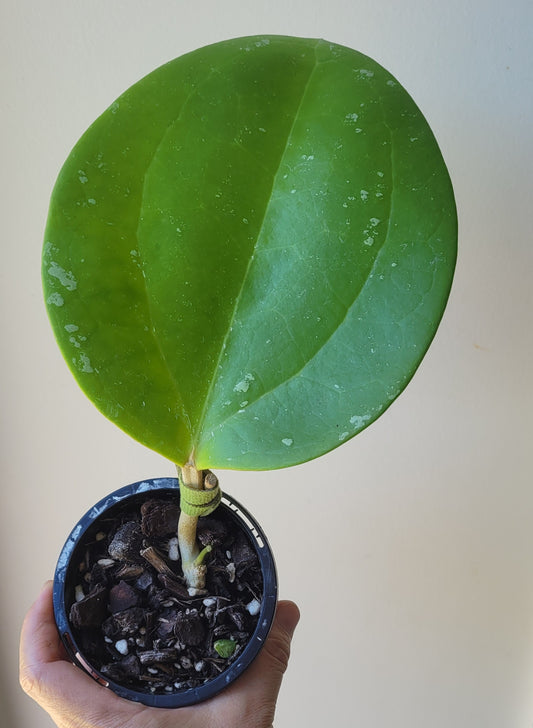 Hoya loyceandrewsciana (dinner plate)