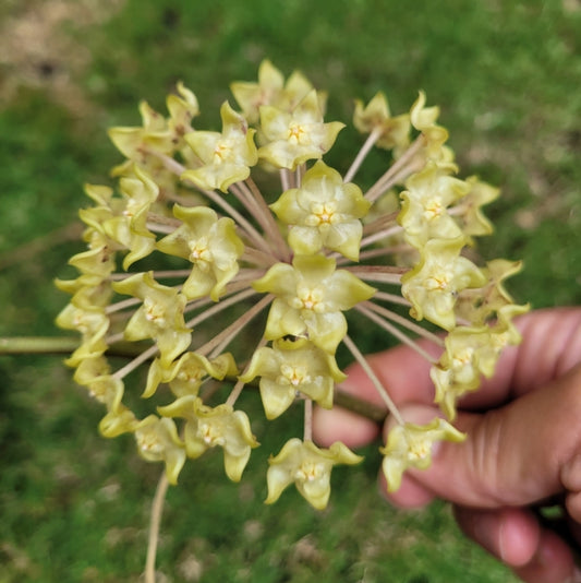 Hoya lambii Sabah IML1800