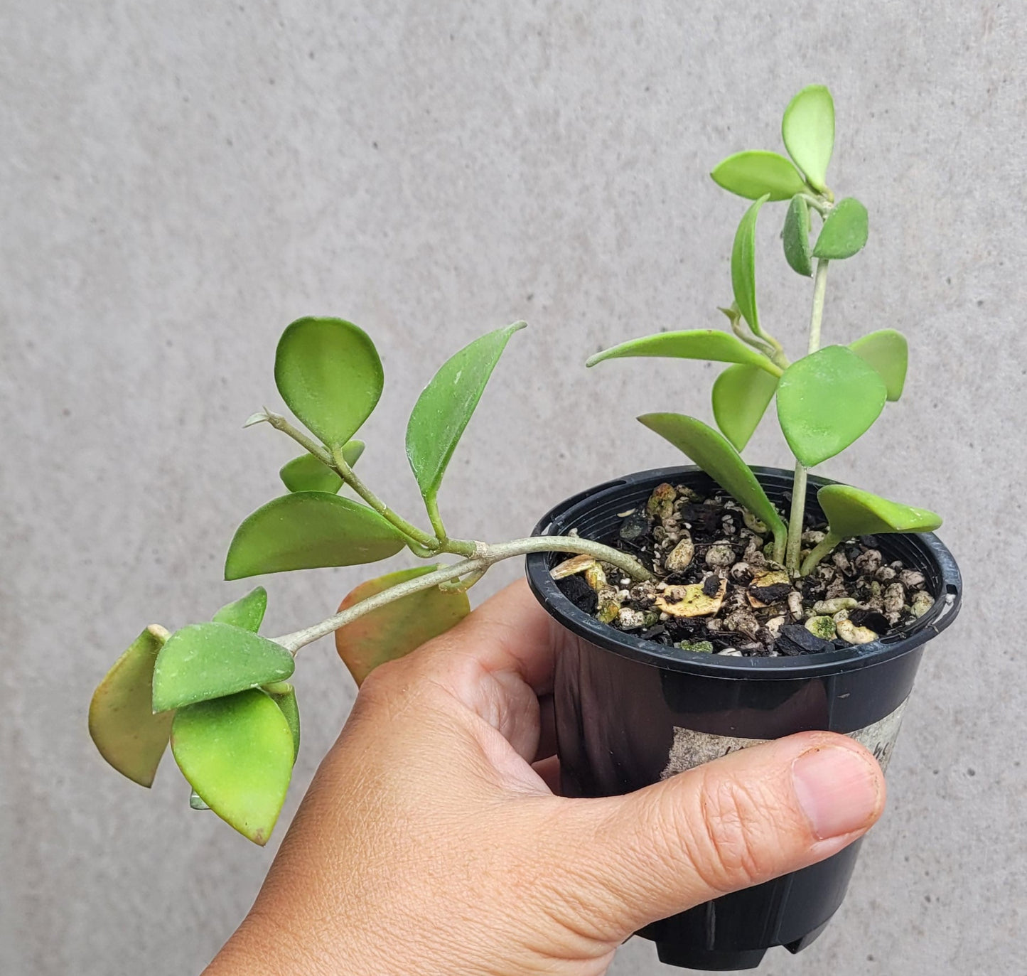 Hoya nummularioides Thailand IML0240 - double planted