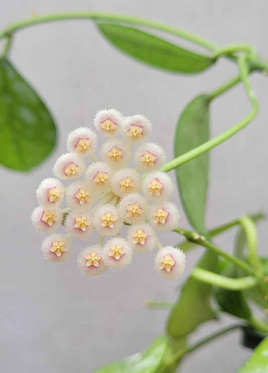 Hoya nabawanensis Malaysia IML0078