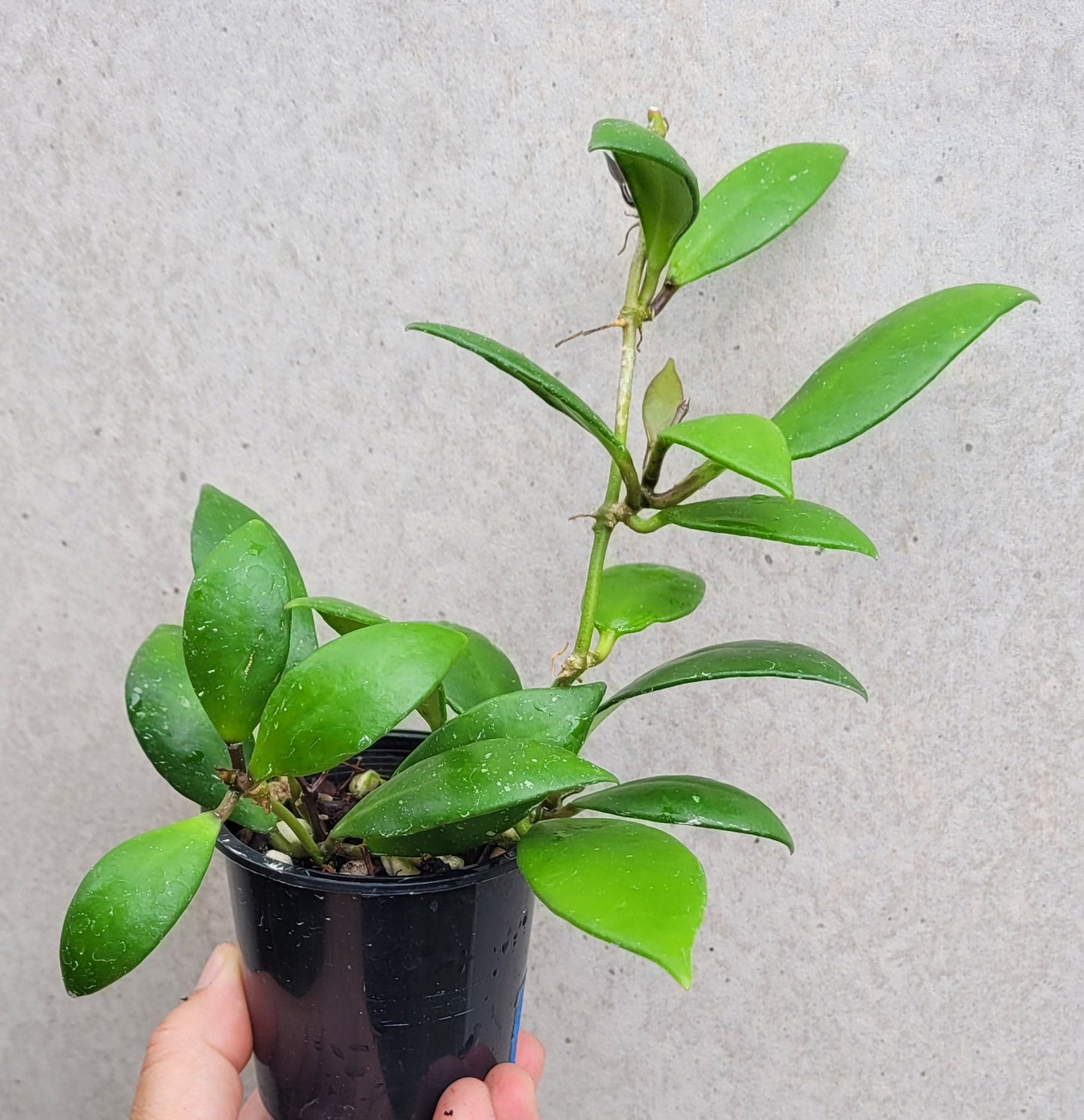 Hoya revoluta Thailand IML1455 - double planted