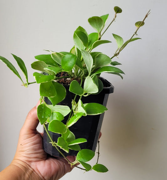 Hoya heuschkeliana albomarginata