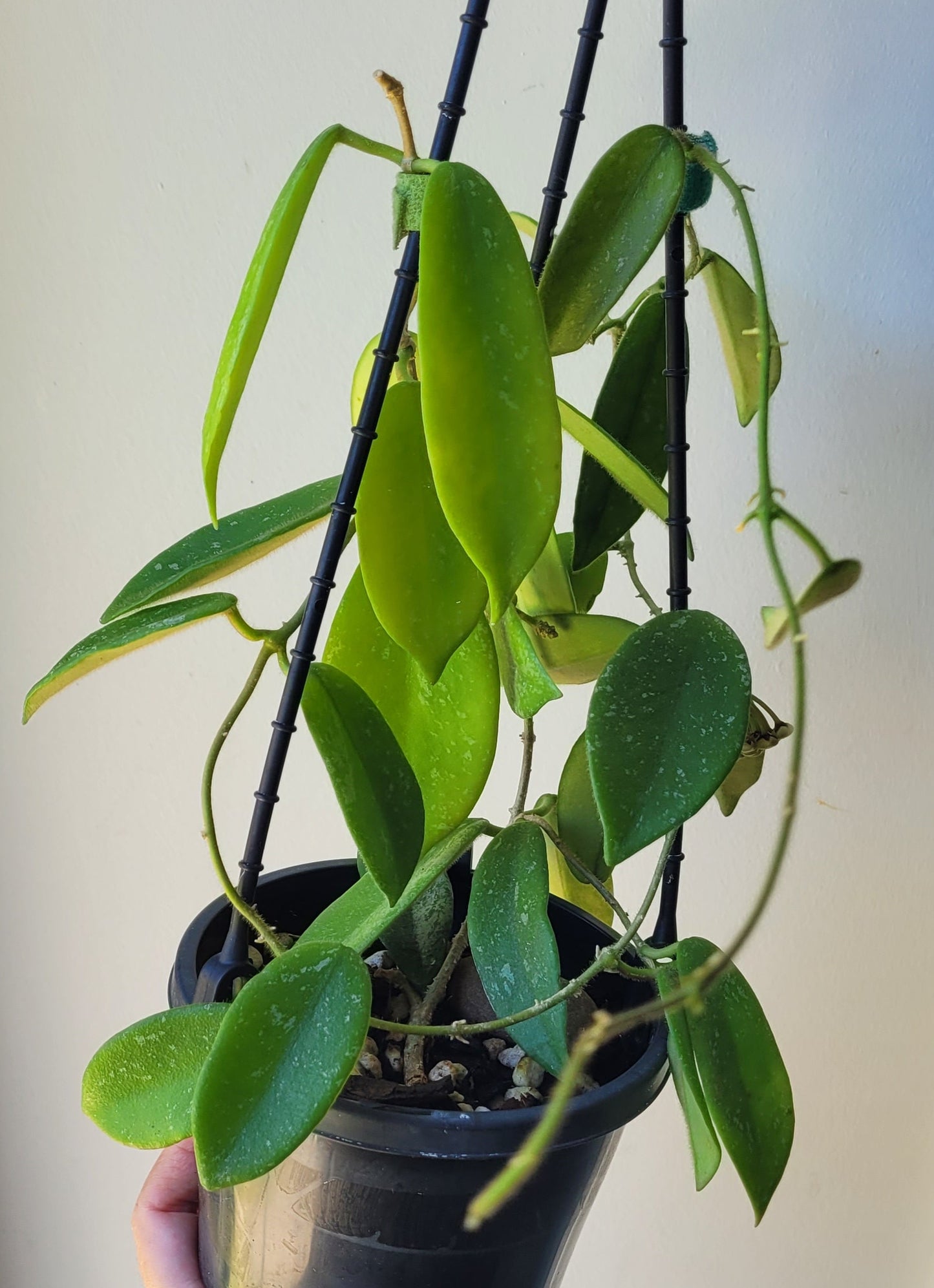 Hoya thomsonii White IML1177- Large mature plant